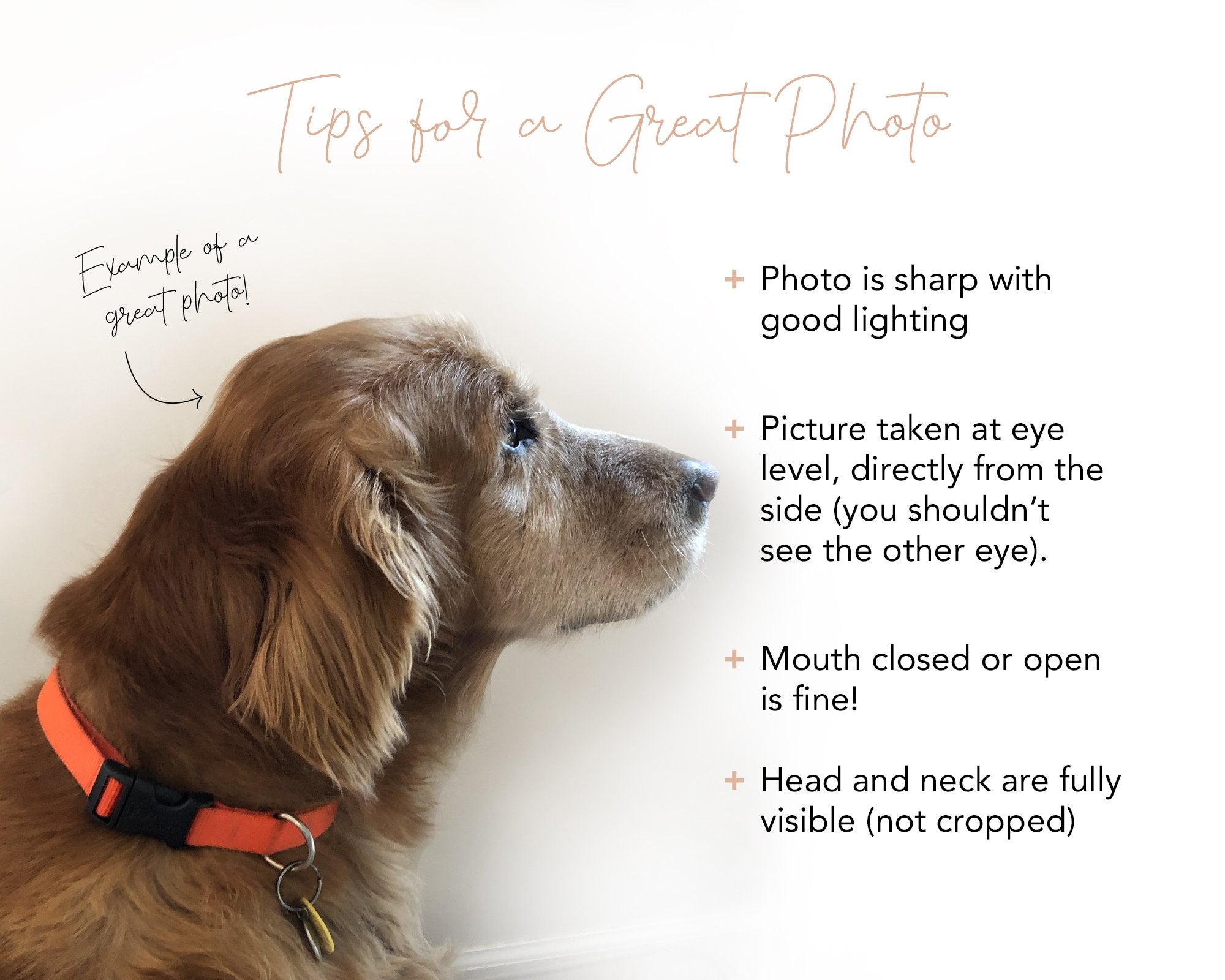 Tips for taking the best photos for a custom dog silhouette order